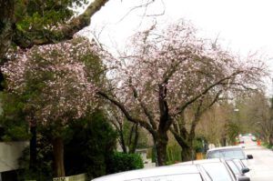 9 cherry blossom
