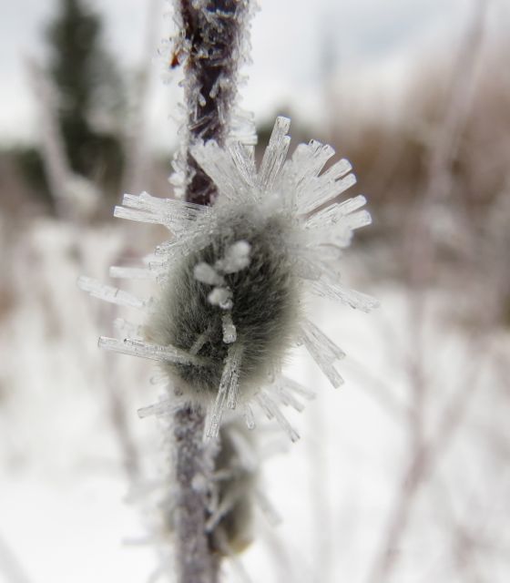 2 icy pussy willow
