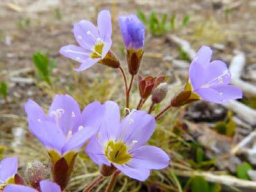 Common Nuk Tessli Mountain Flowers