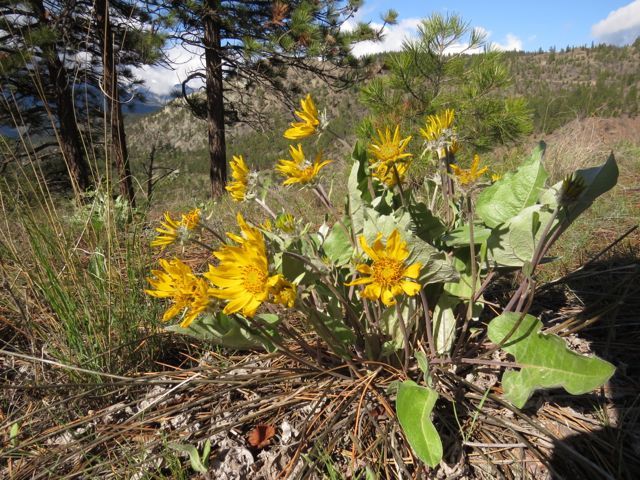 10 balsam root daisies