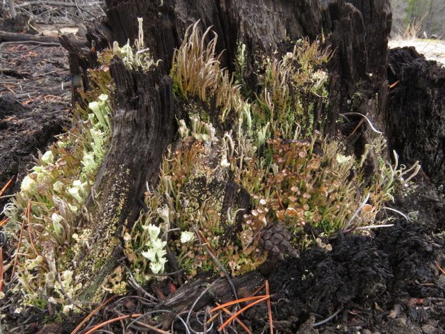 13 lichen garden 1