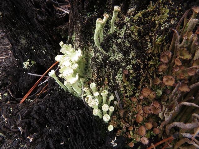 14 lichen garden 2
