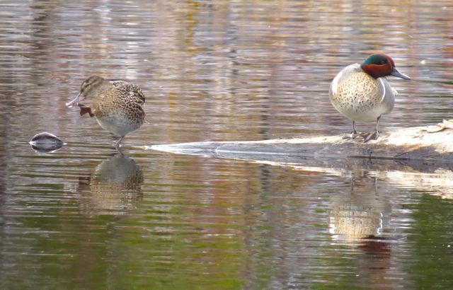 15 greenwing teal