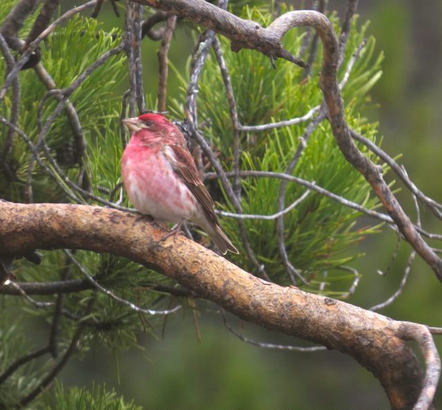 16 purple finch