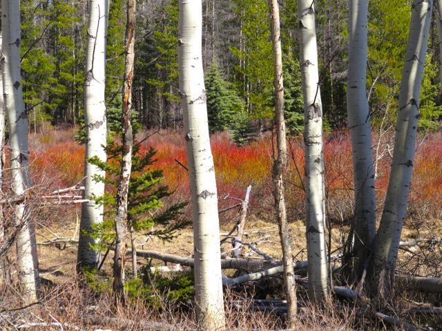 3 aspens and red willows