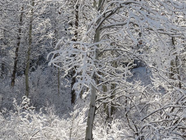 3 snowy aspens