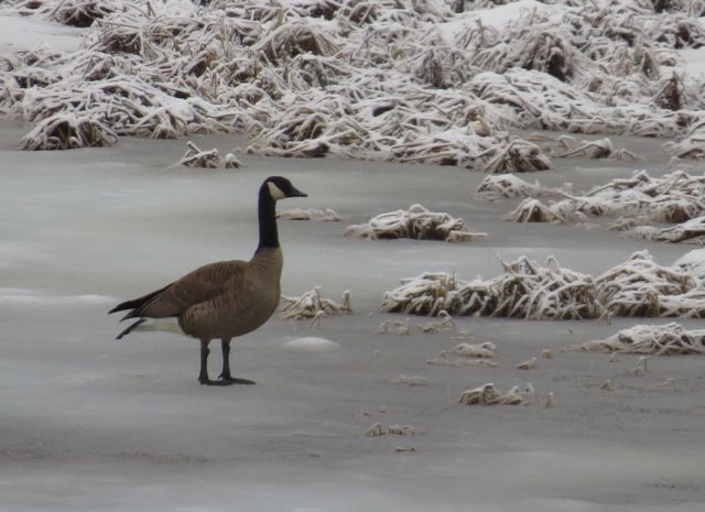 4 GOOSE IN SNOW