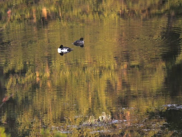 8 barrows goldeneyes