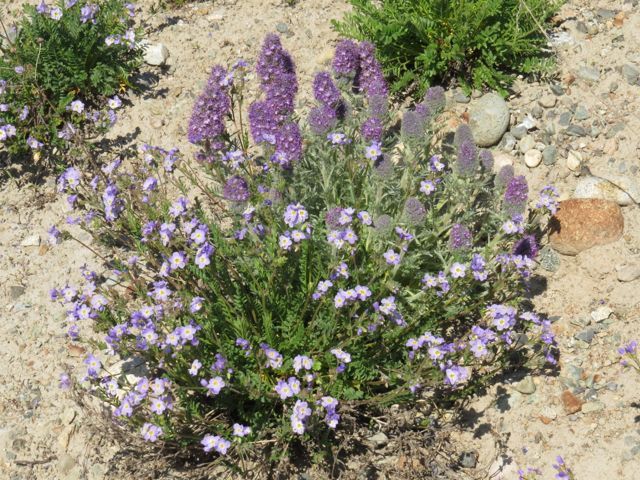 1 jacobs ladder and phacelia