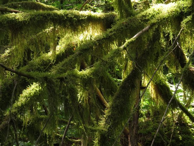 10 mossy tangle