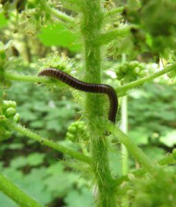 14 millipede