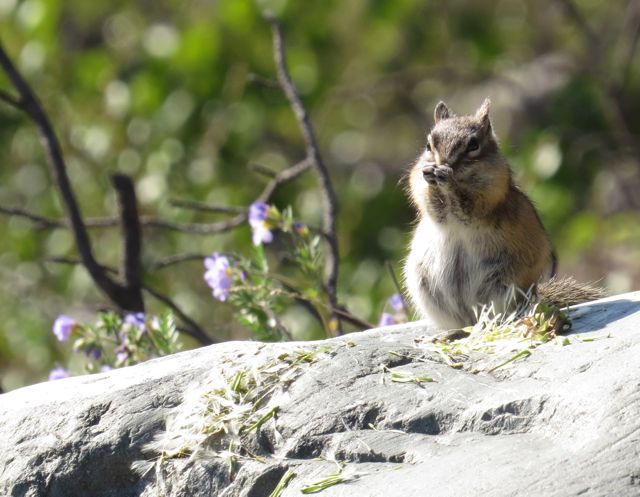 2 chipmunk