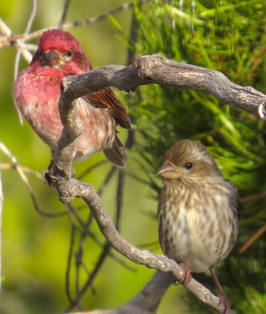 3 purple finches