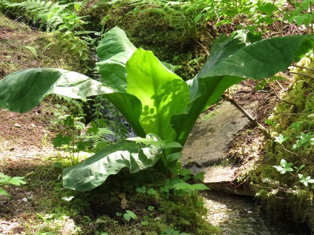 8 skunk cabbage