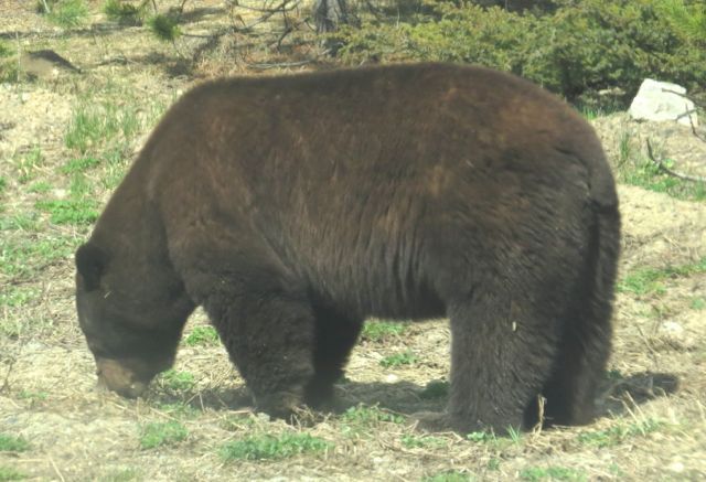 bear 1