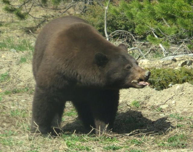bear 3