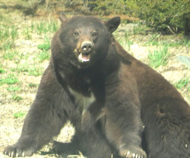 bear 4