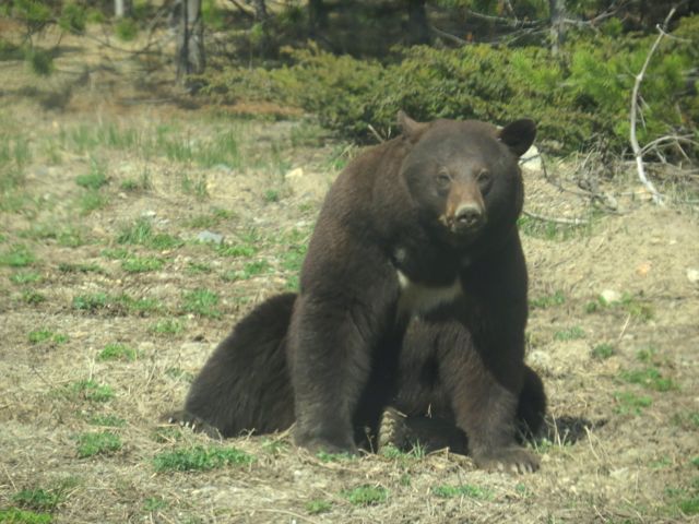 bear 5