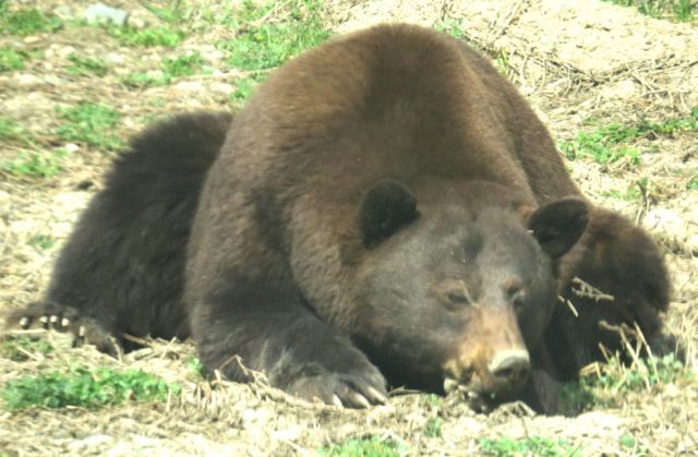 bear 7