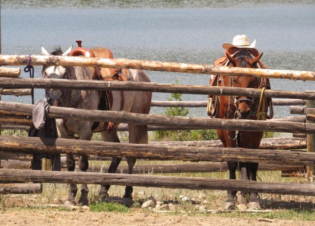 11 horses waiting