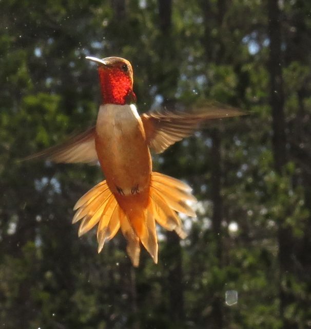 3 hummer