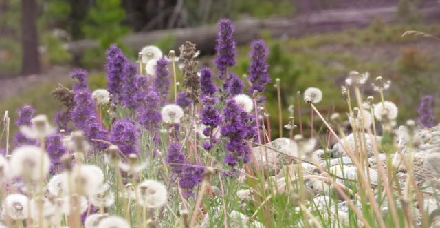 4 silky phacelia