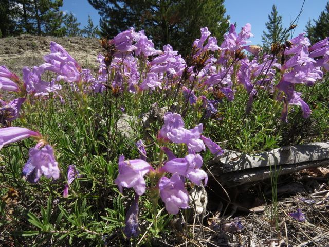 6 pink penstemon