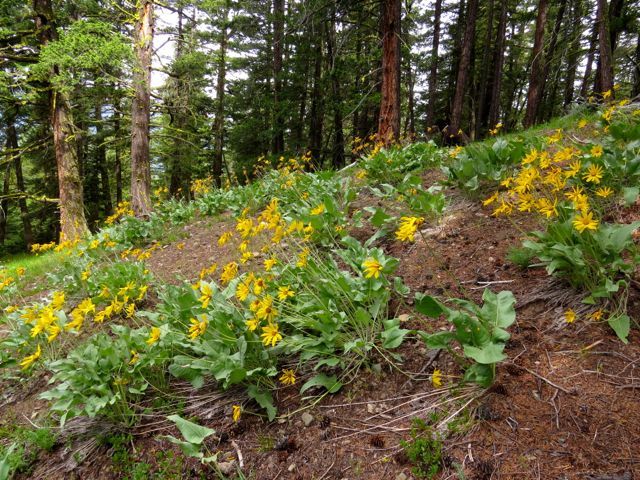 balsam root daisies