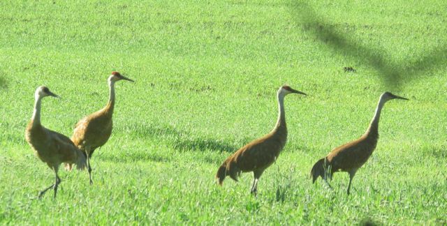 cranes