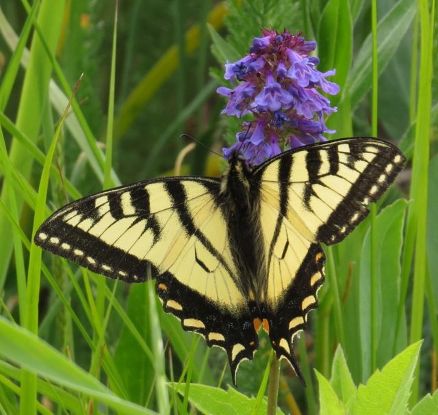 swallowtail