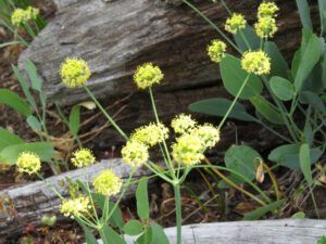 umbellifor