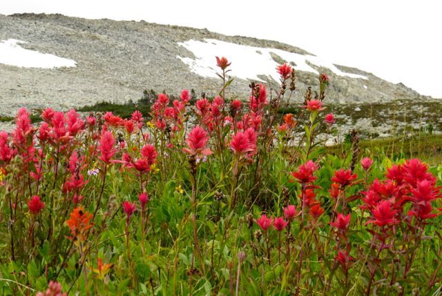 1 2 paintbrush and snowshoe mt