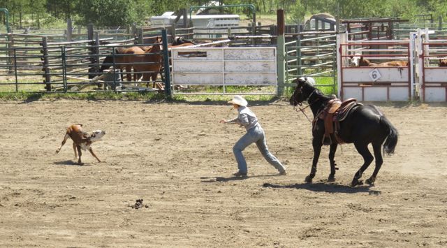 11 calf roping 2