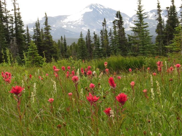 11 panorama meadow