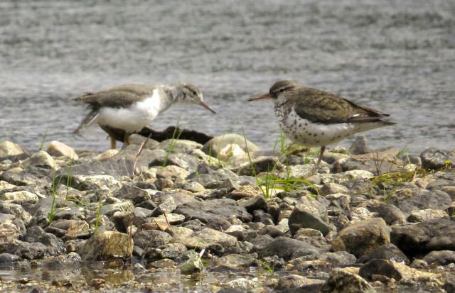 13 spotted sandpipers