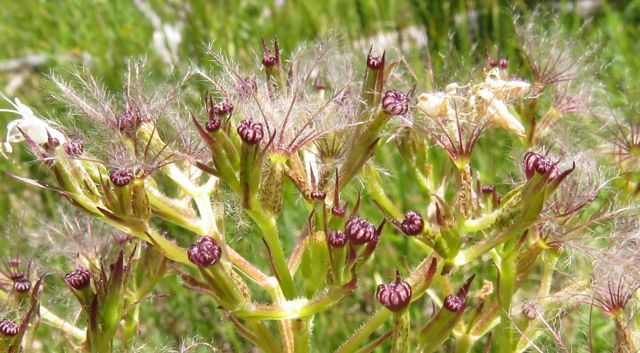 16 valerian seeds