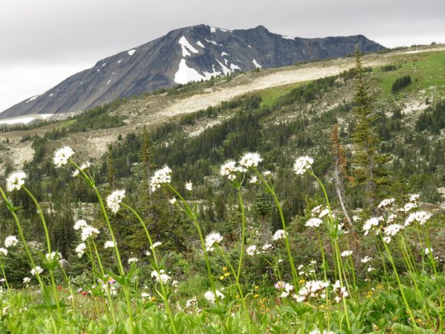 2 valerian and meadows