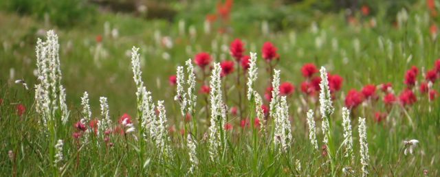 3 orchid and paintbrush