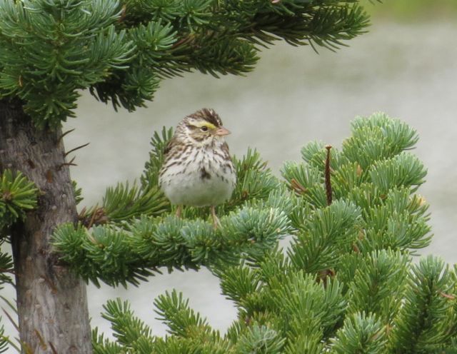 3b savannah sparrow