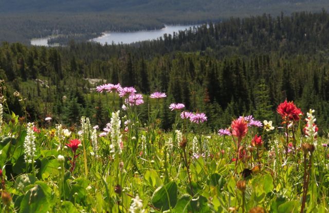 4 daisies and lake