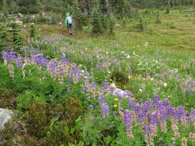 4 lupins