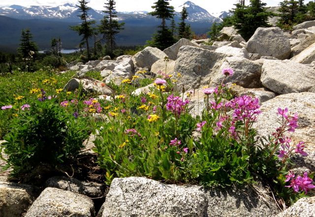 5 Mt fireweed