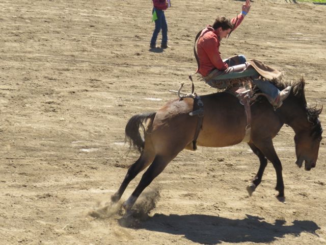 5 saddle bronc 2