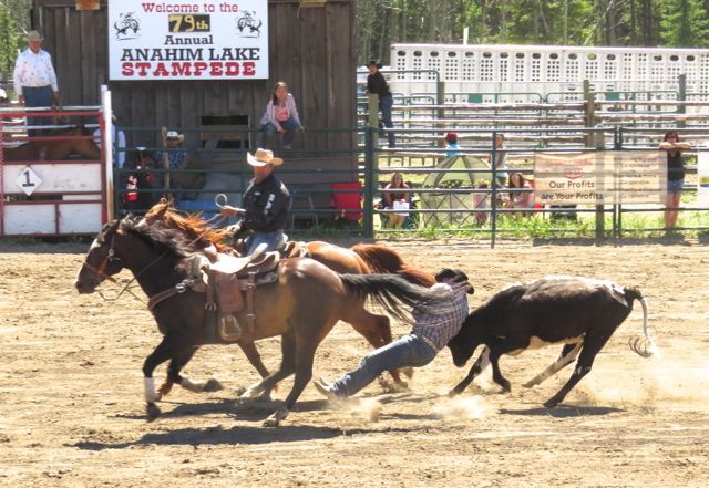 6 steer wrestling 1