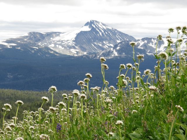 6 valerian and wild.