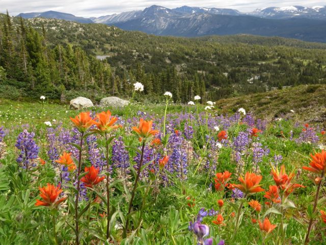 7 lupin and paintbrush