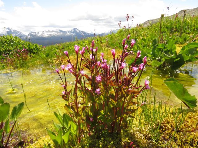 7a 1 alpine willowherb