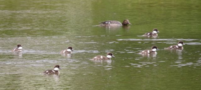 8 goldeneyes