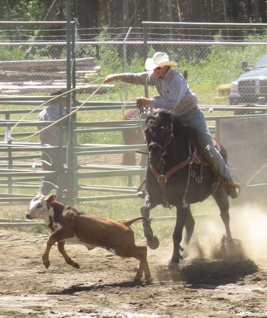 9 calf roping 1