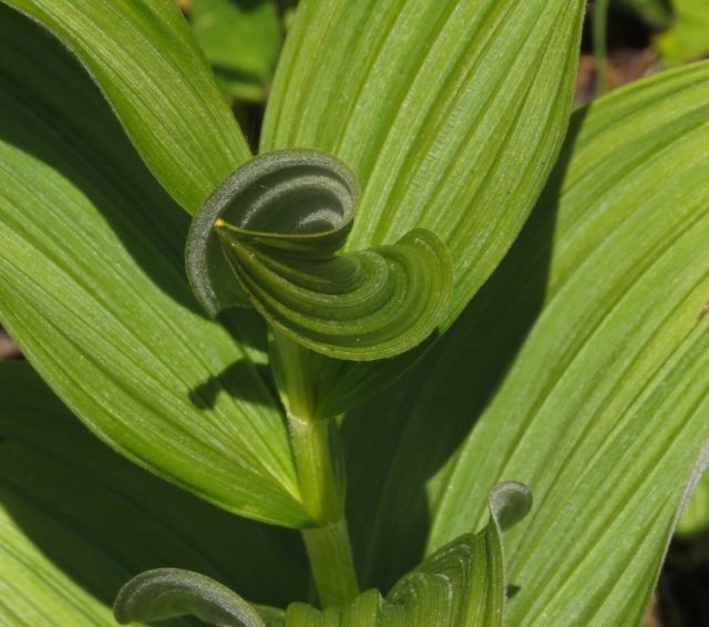 9 f hellibore leaf